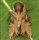 2326 (73.156)<br>Clouded-bordered Brindle